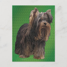 Yorkshire Terrier Postkarte