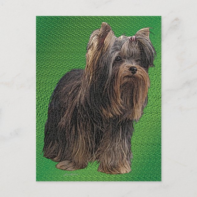 Yorkshire Terrier Postkarte (Vorderseite)