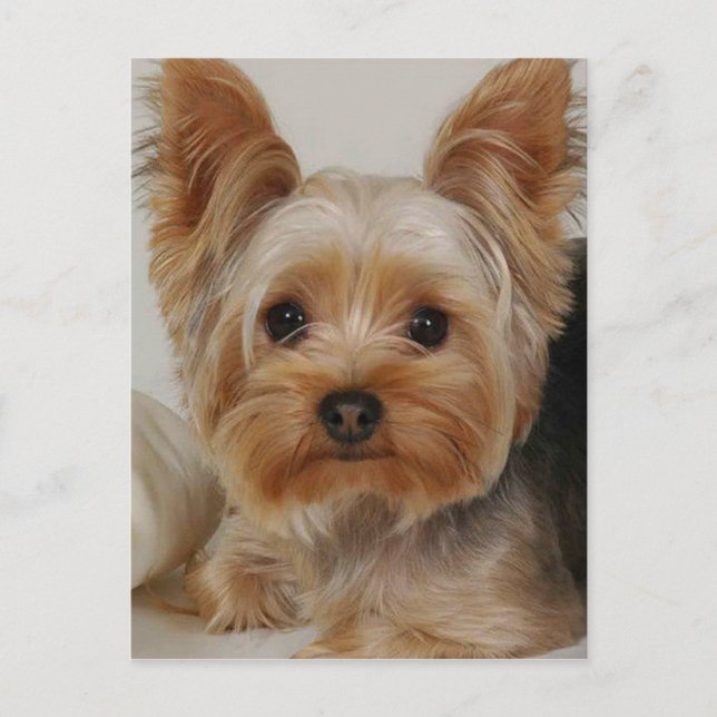 Yorkshire Terrier Postkarte (Vorderseite)