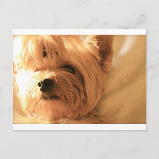 Yorkshire Terrier Postkarte (Vorderseite)