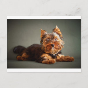 Yorkshire Terrier Postkarte