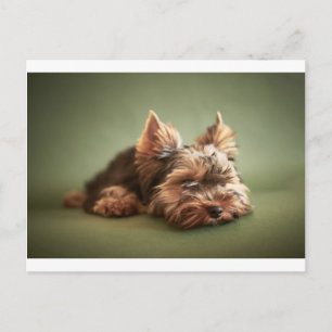 Yorkshire Terrier Postkarte