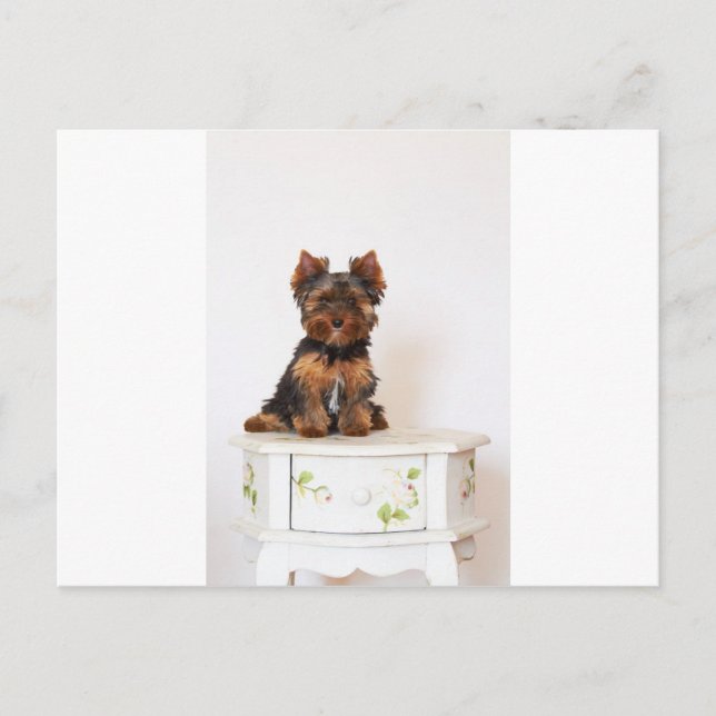 Yorkshire Terrier Postkarte (Vorderseite)