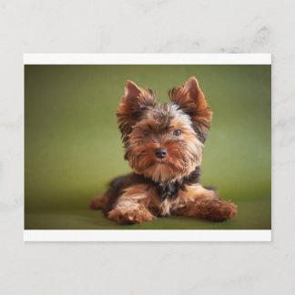 Yorkshire Terrier Postkarte