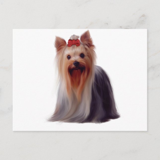 Yorkshire Terrier Postkarte (Vorderseite)