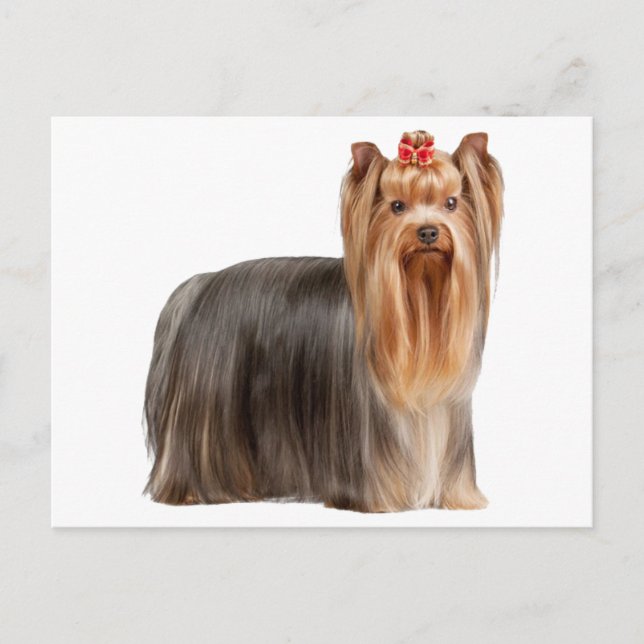 Yorkshire Terrier Postkarte (Vorderseite)