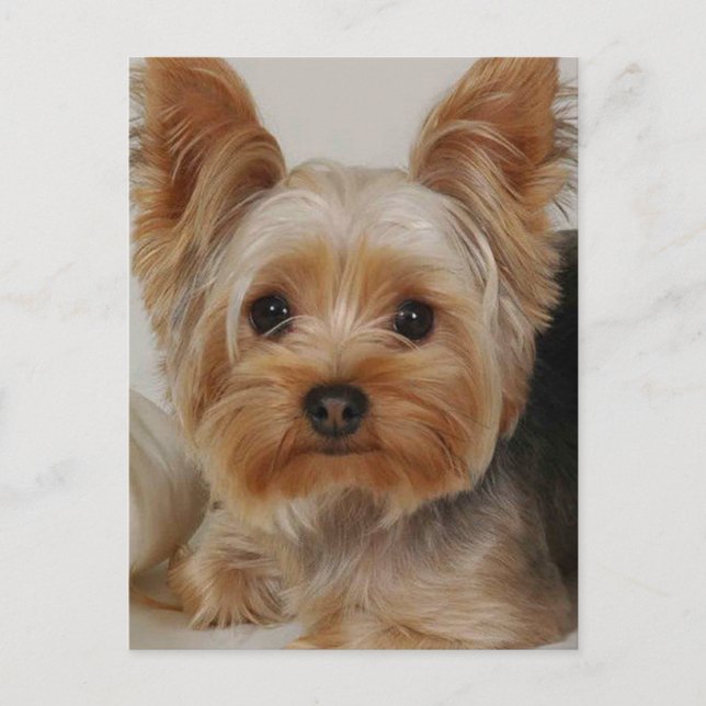Yorkshire Terrier Postkarte (Vorderseite)