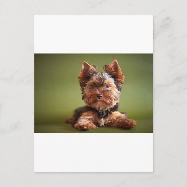 Yorkshire Terrier Postkarte (Vorderseite)