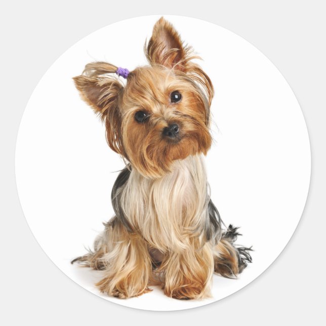 Yorkshire Terrier Puppy Docker / Siegel Runder Aufkleber (Vorderseite)