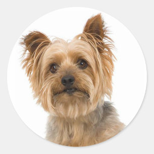 Yorkshire Terrier Puppy DockStickers Runder Aufkleber