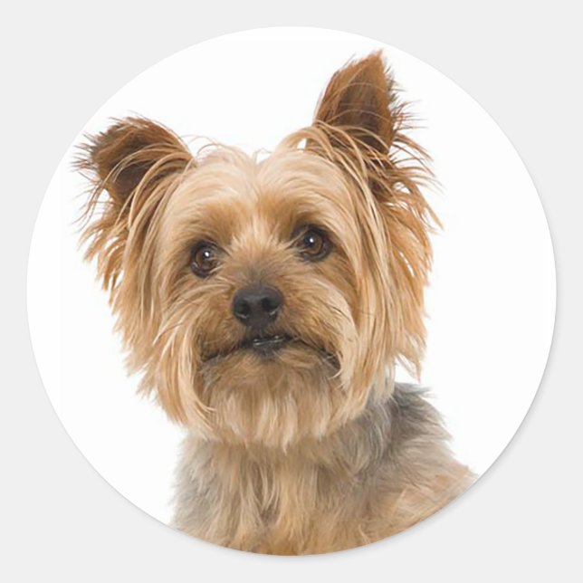 Yorkshire Terrier Puppy DockStickers Runder Aufkleber (Vorderseite)