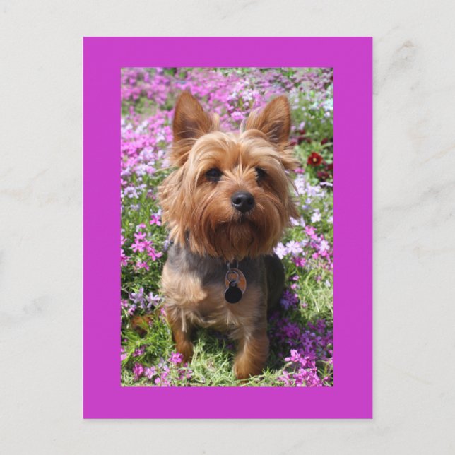 Yorkshire Terrier Puppy Dodge Lila Postkarte (Vorderseite)