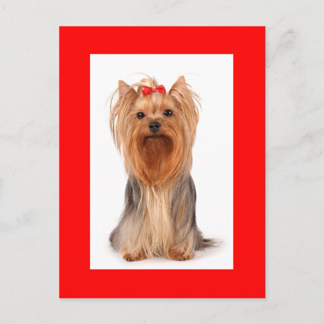 Yorkshire Terrier Puppy Dog Blank Red Postcard Postkarte (Vorderseite)