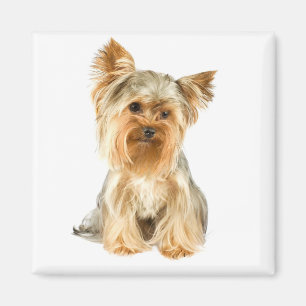 Yorkshire Terrier Puppy Dog Kühlschrankmagnet