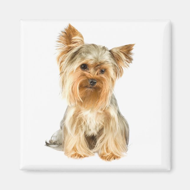 Yorkshire Terrier Puppy Dog Kühlschrankmagnet (Vorne)