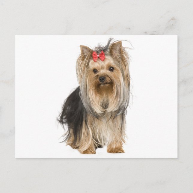 Yorkshire Terrier Puppy Dog leere Postkarte (Vorderseite)