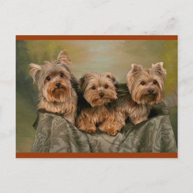 Yorkshire Terrier Puppy Dogs leere Postkarte (Vorderseite)