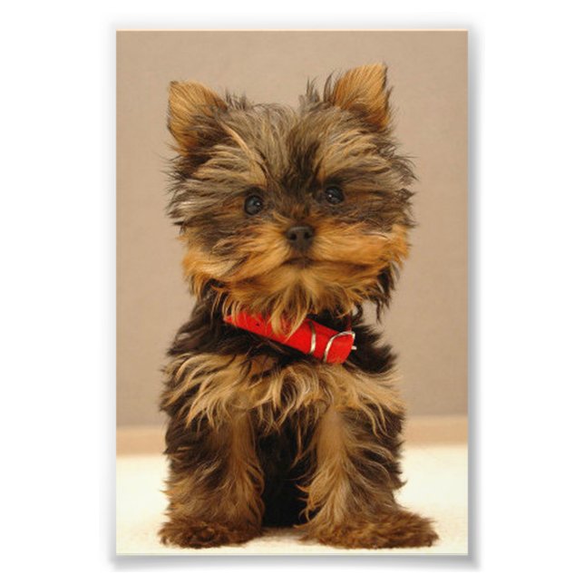 Yorkshire Terrier Puppy Fotodruck (Vorne)