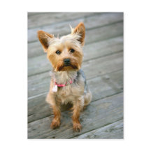 Yorkshire Terrier Puppy - jhelene Design