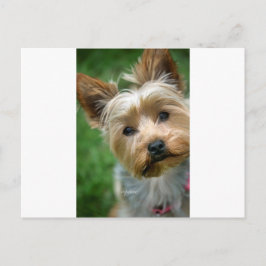 Yorkshire Terrier Puppy - "jjhelene design" Postkarte