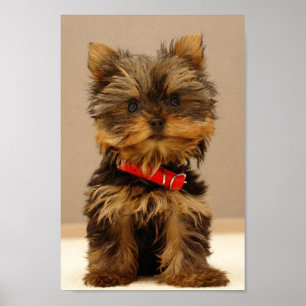 Yorkshire Terrier Puppy Poster