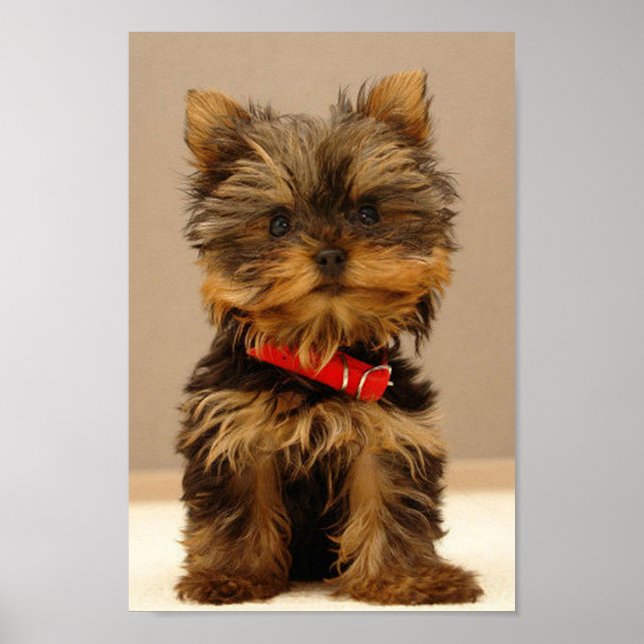Yorkshire Terrier Puppy Poster (Vorne)