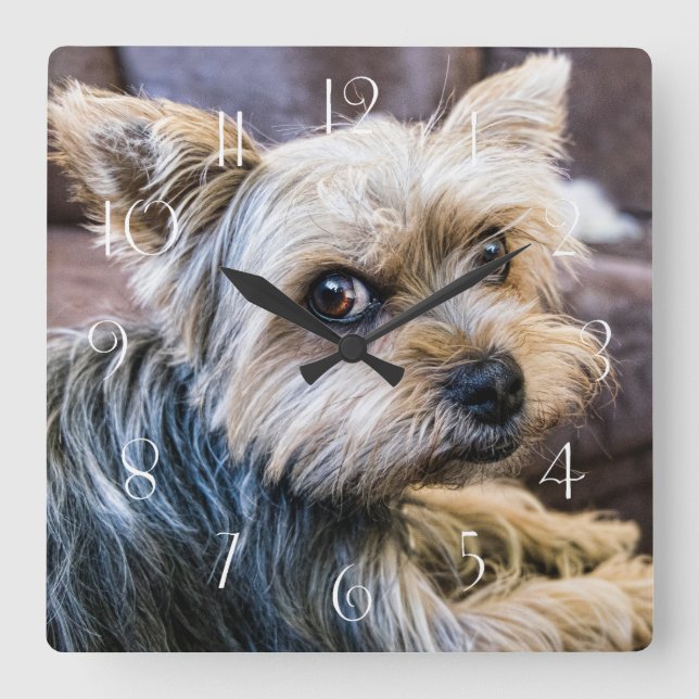 Yorkshire Terrier Quadratische Wanduhr (Vorderseite)
