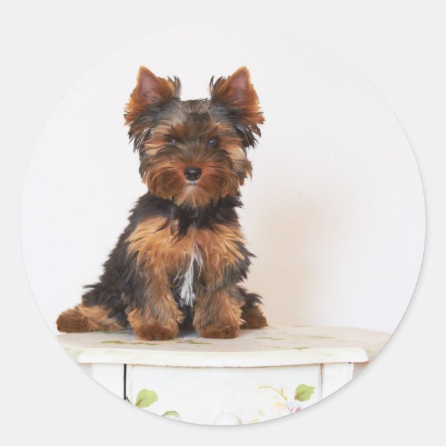 Yorkshire Terrier Runder Aufkleber (Vorderseite)