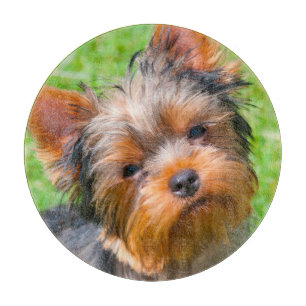Yorkshire Terrier Schneidebrett