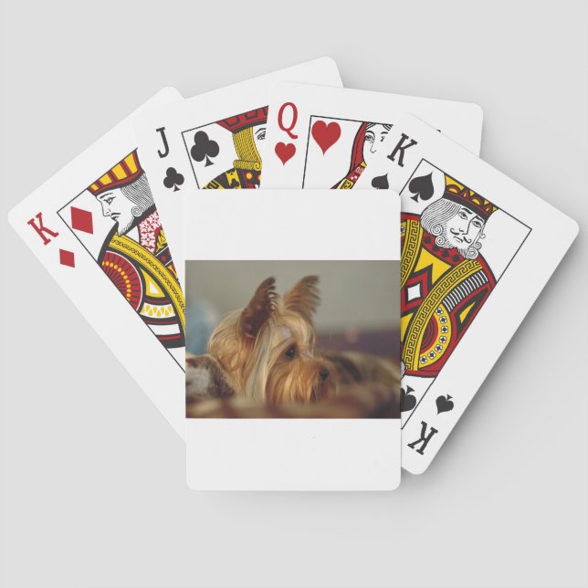 Yorkshire Terrier Spielkarten (Rückseite)