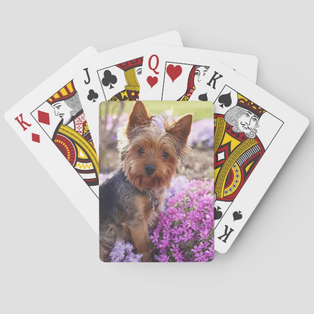 Yorkshire Terrier Spielkarten (Rückseite)