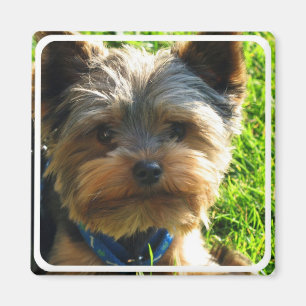 Yorkshire Terrier Square Magnet