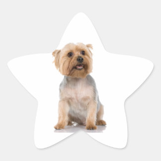 Yorkshire Terrier Stern-Aufkleber