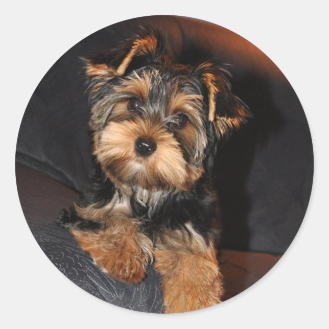 Yorkshire Terrier Sticker (Vorderseite)