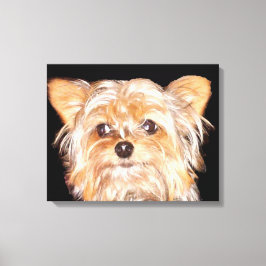 Yorkshire Terrier Stretched Canvas Print Leinwanddruck