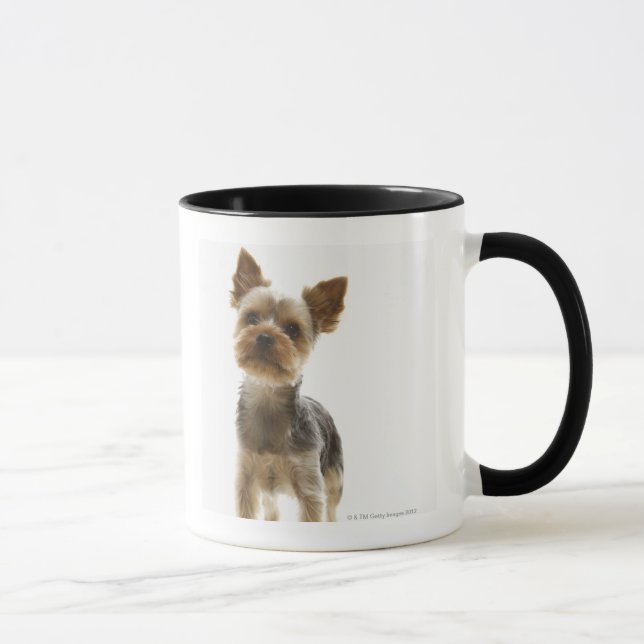 Yorkshire Terrier Tasse (Rechts)