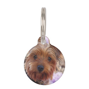 Yorkshire Terrier Tiermarke