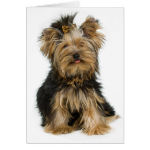  Yorkshire Terrier Welpe Doppy Blank Card
