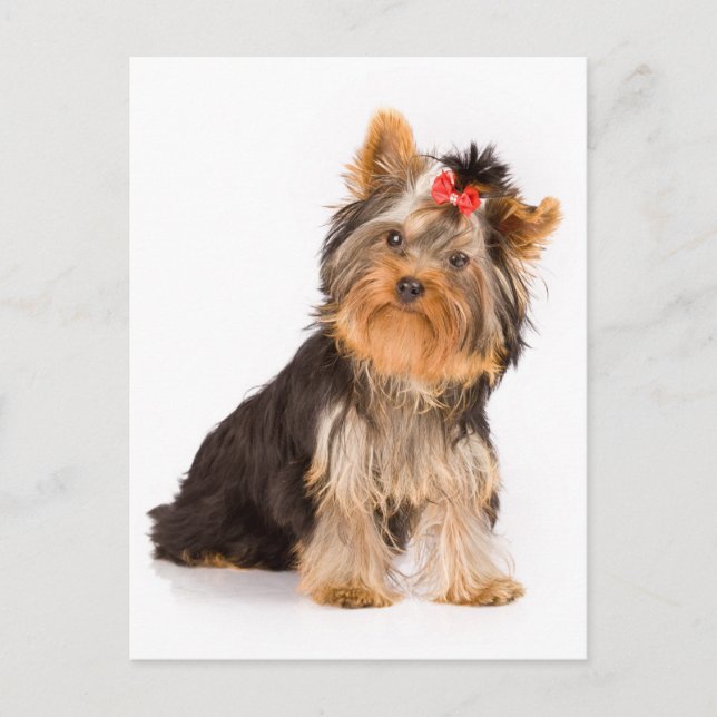 Yorkshire Terrier Welpe Doppy Blank Postkarte (Vorderseite)