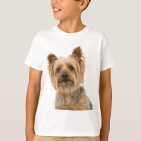 Yorkshire Terrier Welpe Hund Liebe Yorkshire Kids