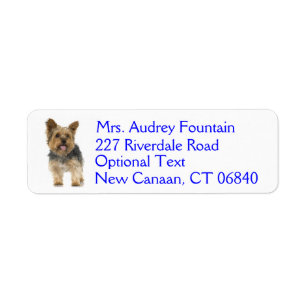 Yorkshire Terrier Welpe Hund Rückgabeadresse