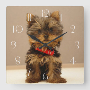 Yorkshire Terrier Welpe Quadratische Wanduhr