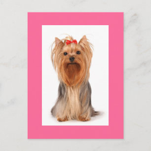 Yorkshire Terrier Welpen Hund Leer Custom Postkart Postkarte