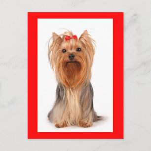 Yorkshire Terrier Welpen Hund Leere Postkarte