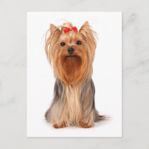 Yorkshire Terrier Welpen-Hund Leere Postkarte