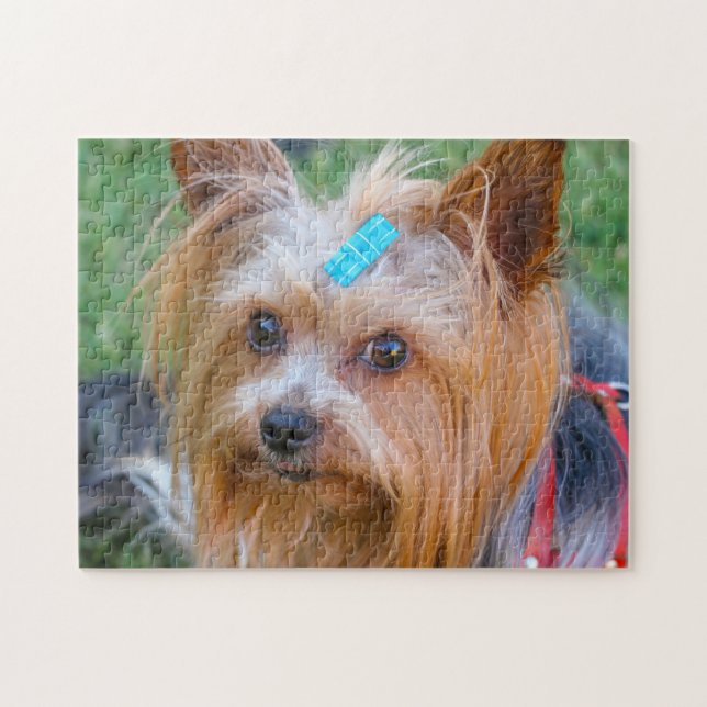 Yorkshire Terrier Yorkie Favorite Breed (Horizontal)