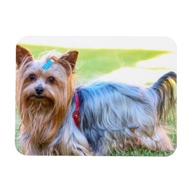 Yorkshire Terrier Yorkie Favorite Breed Magnet (Horizontal)