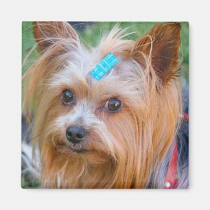 Yorkshire Terrier Yorkie Favourite Breed  Magnet