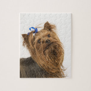 Yorkshire Terrier / Yorkie. Lebhafte Rasse