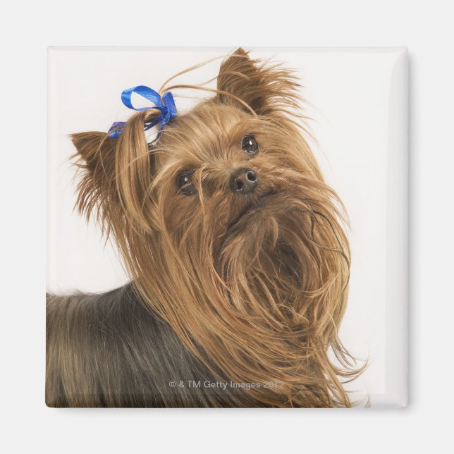 Yorkshire Terrier / Yorkie. Lebhafte Rasse Magnet (Vorne)